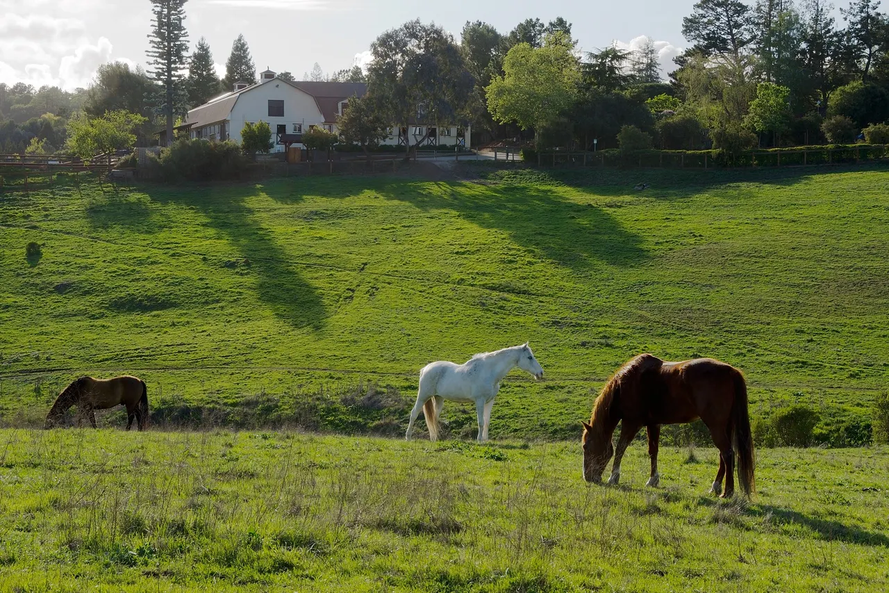 Horses grazing in Byrne Preserve below Westwind Community Barn in Los Altos Hills.