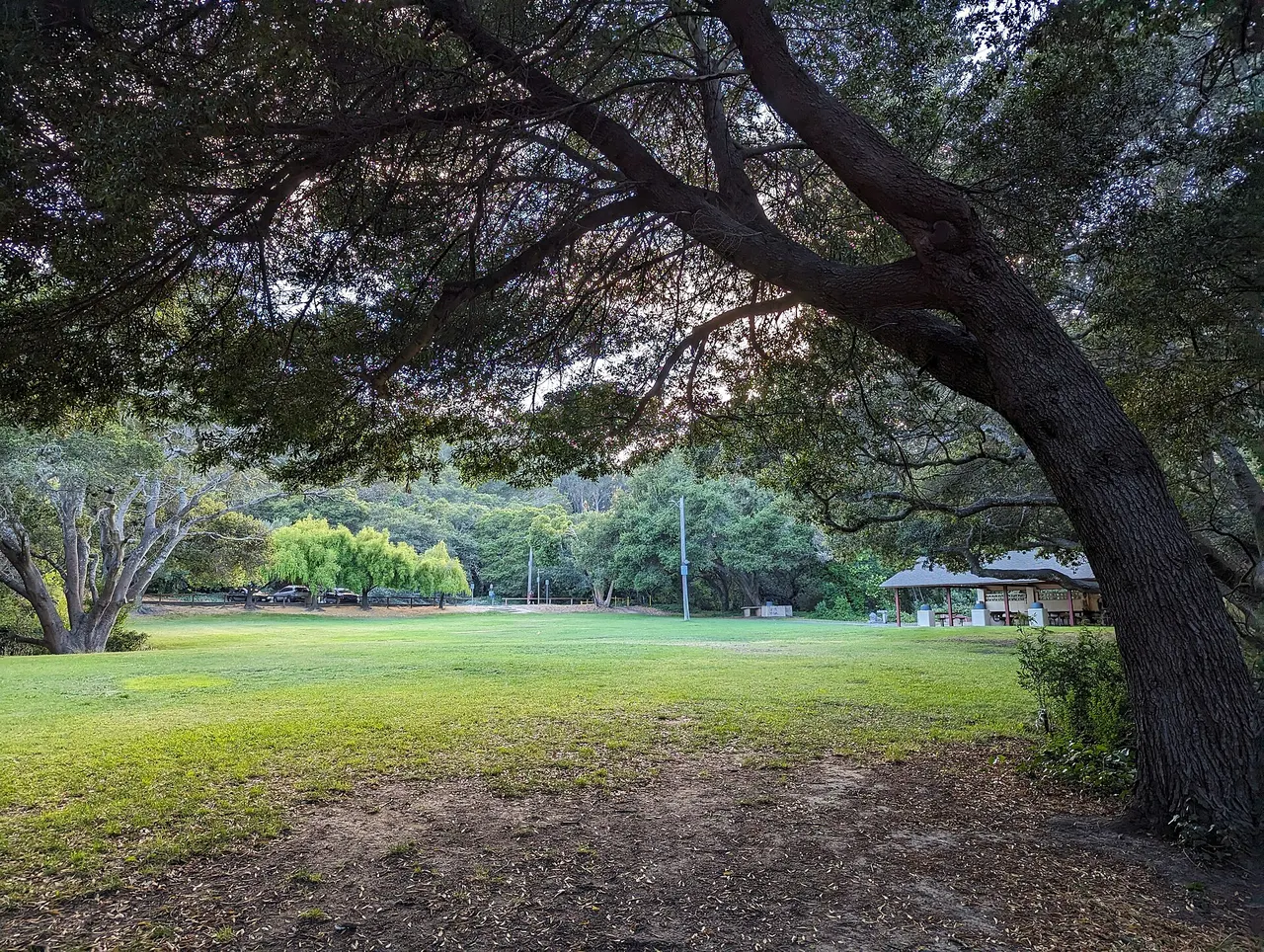 Grass and spreading trees along a trail in San Bruno City Park.